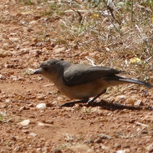 Aphelocephala leucopsis at Mullewa, WA - 13 Sep 2024