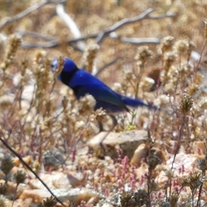 Malurus splendens at Mullewa, WA - 13 Sep 2024 12:08 PM