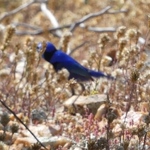 Malurus splendens (Splendid Fairywren) at Mullewa, WA by Paul4K