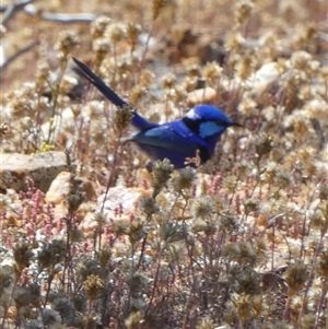 Malurus splendens at Mullewa, WA - 13 Sep 2024