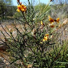 Unidentified Pea at Mullewa, WA - 13 Sep 2024 by Paul4K