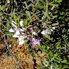 Philotheca spicata at Mullewa, WA - 13 Sep 2024 by Paul4K