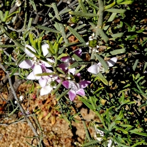 Philotheca spicata at Mullewa, WA by Paul4K