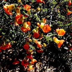 Unidentified Other Shrub at South Murchison, WA - 13 Sep 2024 by Paul4K