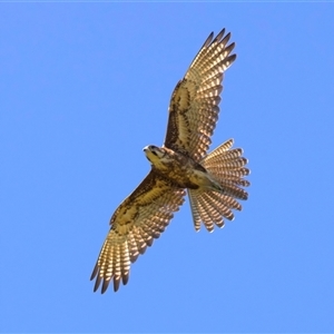 Falco berigora at Moruya, NSW - 20 Oct 2024