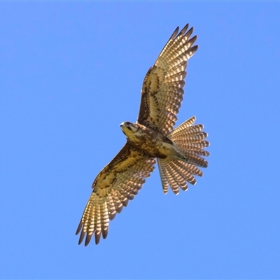 Falco berigora (Brown Falcon) at Moruya, NSW - 20 Oct 2024 by jb2602