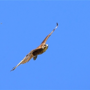 Falco berigora at Moruya, NSW - 20 Oct 2024