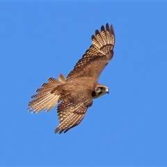 Falco berigora at Moruya, NSW - 20 Oct 2024