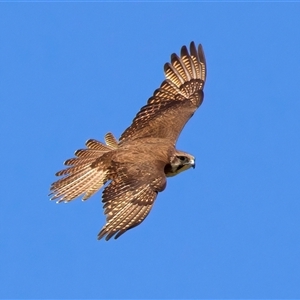 Falco berigora at Moruya, NSW - 20 Oct 2024