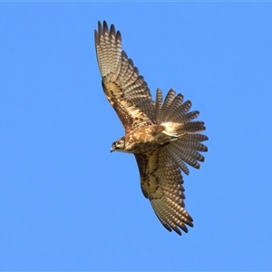 Falco berigora at Moruya, NSW - 20 Oct 2024