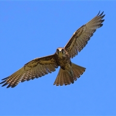 Falco berigora at Moruya, NSW - 20 Oct 2024