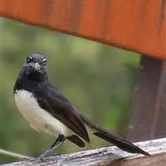 Rhipidura leucophrys (Willie Wagtail) at Kangaroo Valley, NSW - 22 Oct 2024 by lbradley