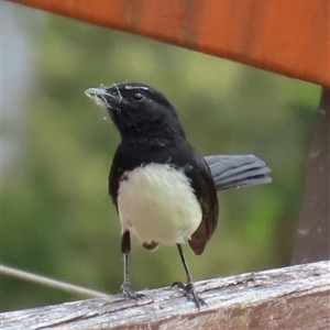 Rhipidura leucophrys at Kangaroo Valley, NSW - suppressed