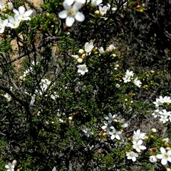 Unverified Other Shrub at South Murchison, WA - 13 Sep 2024 by Paul4K