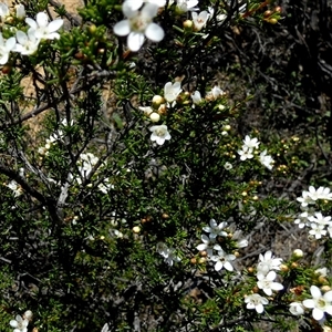 Unidentified Other Shrub at South Murchison, WA by Paul4K