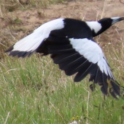 Gymnorhina tibicen (Australian Magpie) at Kangaroo Valley, NSW - 22 Oct 2024 by lbradley