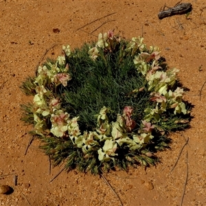 Lechenaultia macrantha at South Murchison, WA by Paul4K