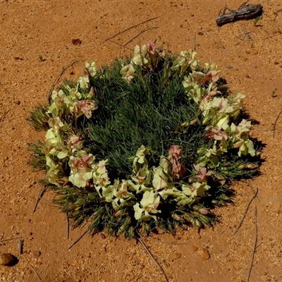 Lechenaultia macrantha at South Murchison, WA - 13 Sep 2024 by Paul4K