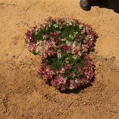 Lechenaultia macrantha at South Murchison, WA - 13 Sep 2024 01:54 PM