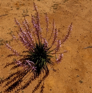 Stylidium sp. at South Murchison, WA by Paul4K