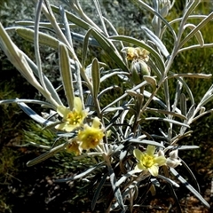 Unidentified Other Shrub at South Murchison, WA - 13 Sep 2024 by Paul4K