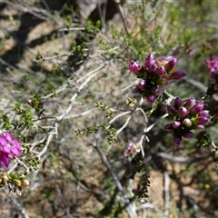 Bauera microphylla at South Murchison, WA - 13 Sep 2024 by Paul4K