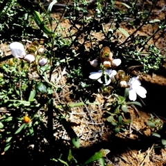 Prostanthera sp. at South Murchison, WA - 13 Sep 2024 by Paul4K