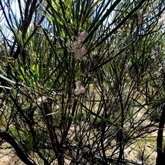 Unidentified Other Shrub at South Murchison, WA - 13 Sep 2024 by Paul4K