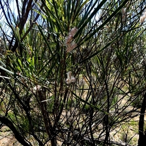 Unidentified Other Shrub at South Murchison, WA by Paul4K