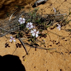 Unidentified Other Wildflower or Herb at South Murchison, WA by Paul4K