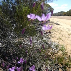 Dianella sp. at South Murchison, WA - 13 Sep 2024 by Paul4K