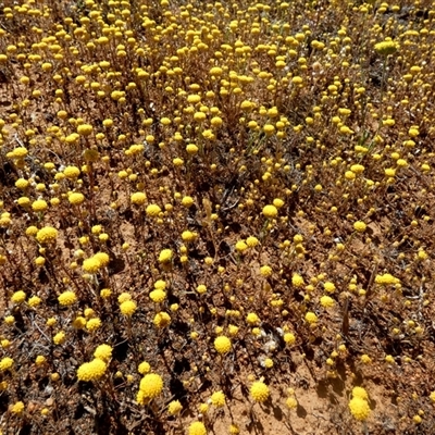 Unverified Daisy at Pindar, WA - 13 Sep 2024 by Paul4K