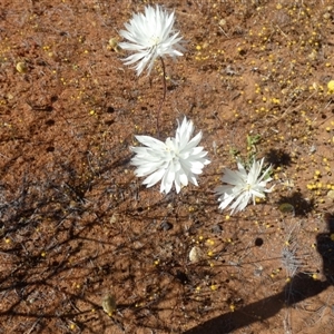 Unidentified Daisy at Yalgoo, WA by Paul4K