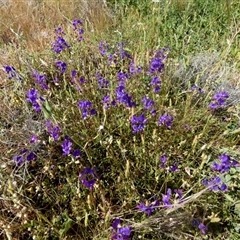 Unidentified Pea at Yalgoo, WA - 13 Sep 2024 by Paul4K