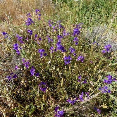 Unidentified Pea at Yalgoo, WA - 13 Sep 2024 by Paul4K