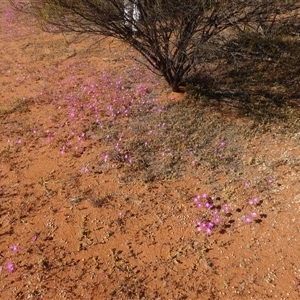 Calandrinia sp. at Daggar Hills, WA by Paul4K