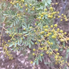 Acacia spectabilis (Pilliga Wattle, Glory Wattle) at Cowra, NSW - 17 Jul 2024 by Tapirlord