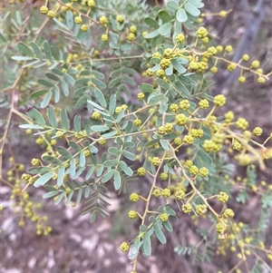 Acacia spectabilis at Cowra, NSW - 17 Jul 2024 03:17 PM