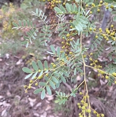 Acacia spectabilis at Cowra, NSW - 17 Jul 2024 03:17 PM