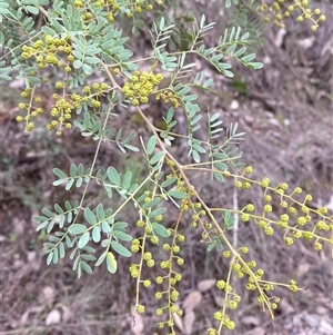 Acacia spectabilis at Cowra, NSW - 17 Jul 2024 03:17 PM