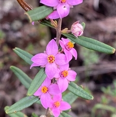 Boronia glabra at Cowra, NSW - 17 Jul 2024 by Tapirlord