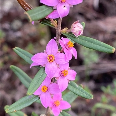 Boronia glabra at Cowra, NSW - 17 Jul 2024 by Tapirlord