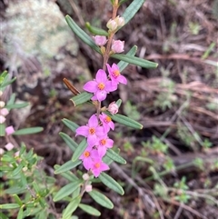 Boronia glabra at Cowra, NSW - 17 Jul 2024 03:11 PM