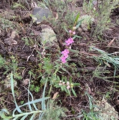 Boronia glabra at Cowra, NSW - 17 Jul 2024 03:11 PM