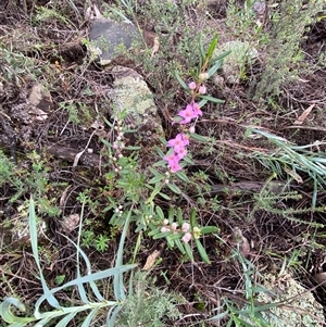 Boronia glabra at Cowra, NSW - 17 Jul 2024