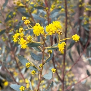 Acacia buxifolia subsp. buxifolia at Cowra, NSW - 17 Jul 2024 03:09 PM