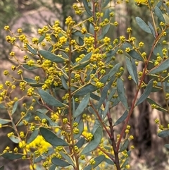 Acacia buxifolia subsp. buxifolia at Cowra, NSW - 17 Jul 2024