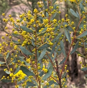 Acacia buxifolia subsp. buxifolia at Cowra, NSW - 17 Jul 2024