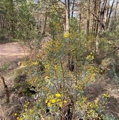 Acacia buxifolia subsp. buxifolia at Cowra, NSW - 17 Jul 2024