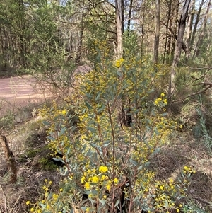 Acacia buxifolia subsp. buxifolia at Cowra, NSW - 17 Jul 2024 03:09 PM